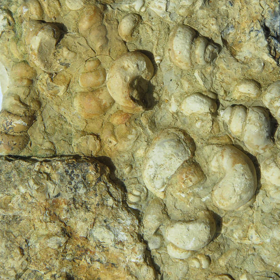 Burngate Purbeck Stone Centre | Surprising Snails Snails